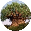 Tree Profile